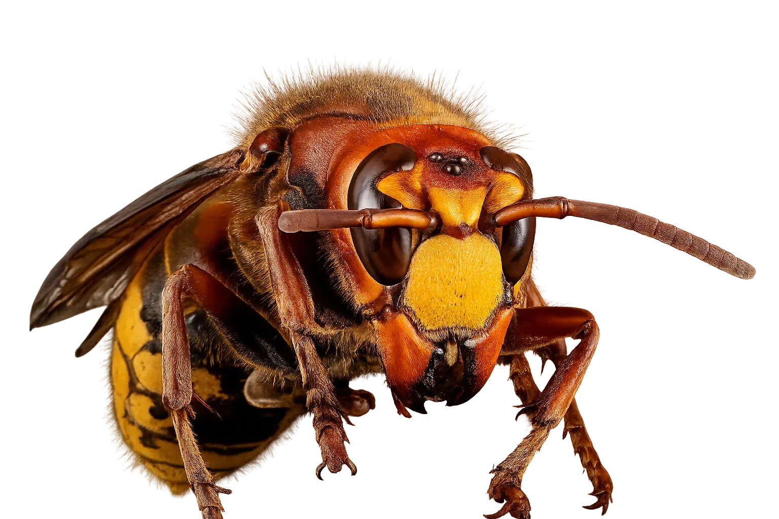 Frelon européen (Vespa crabro) en gros plan, vue 3/4