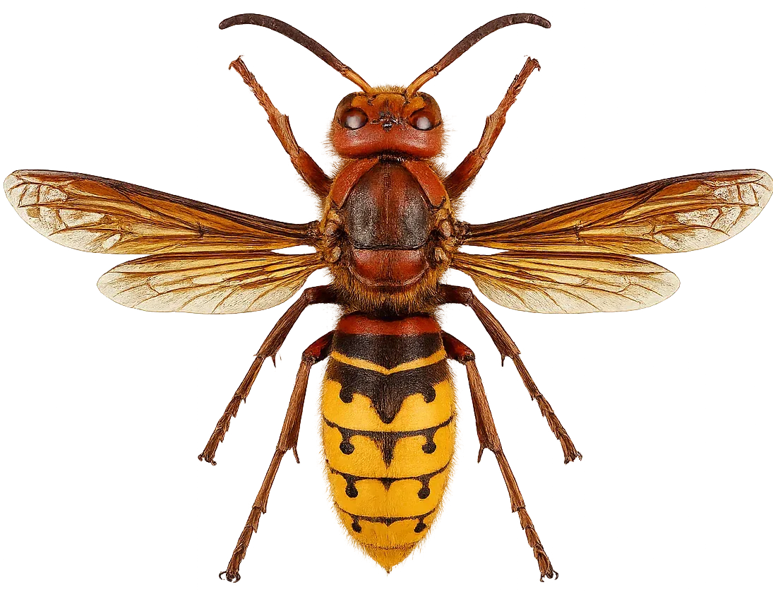 Frelon européen (Vespa crabro) vue dorsale