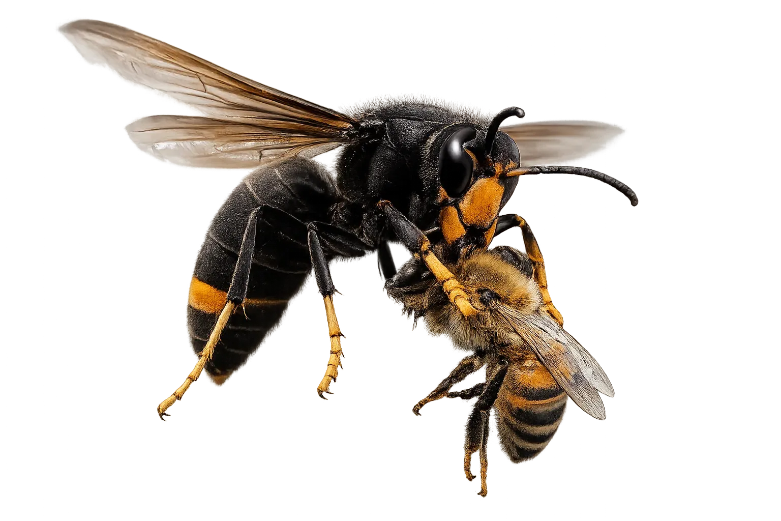 Frelon asiatique en prédation sur une abeille