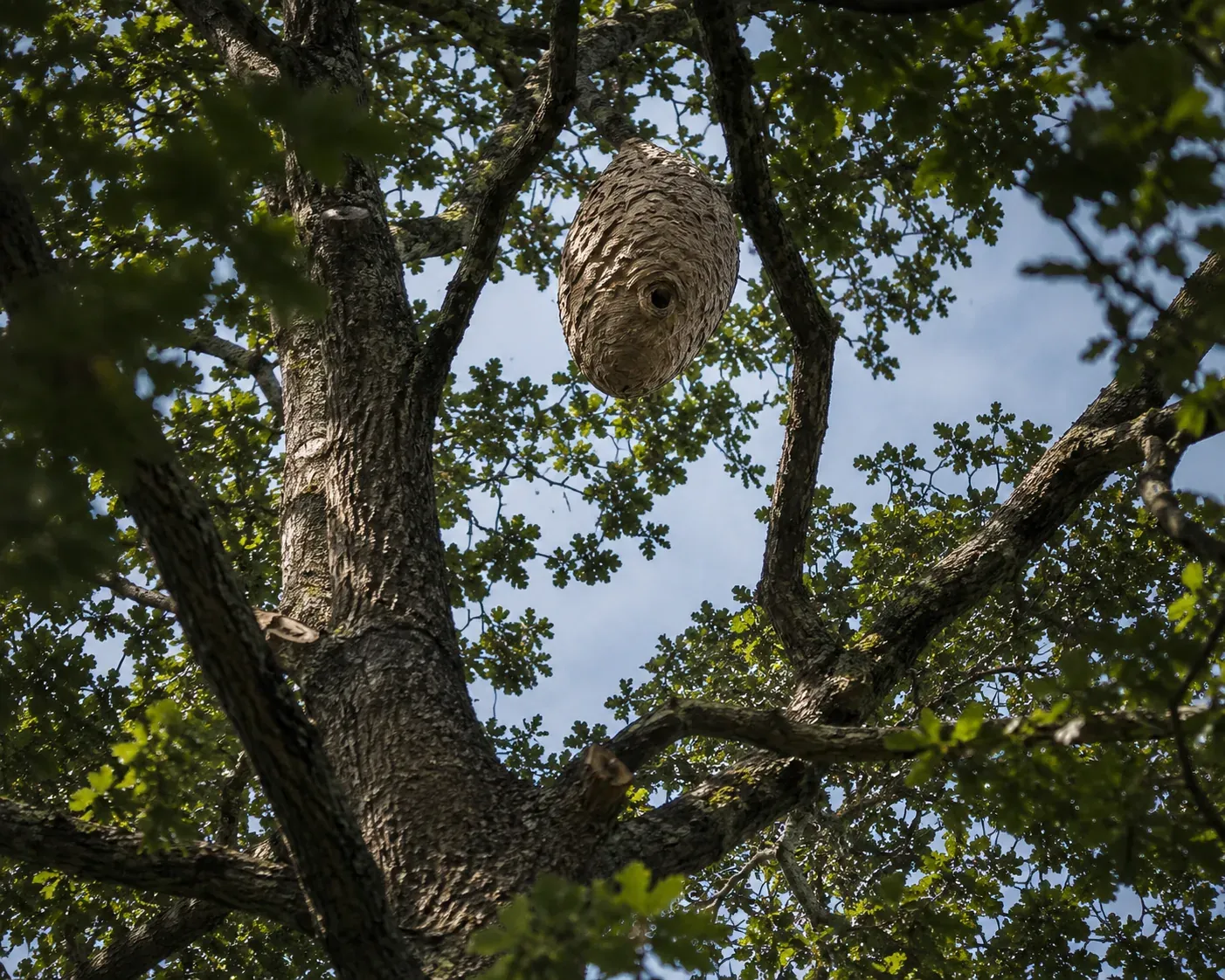 Nid de frelon asiatique en hauteur dans un arbre