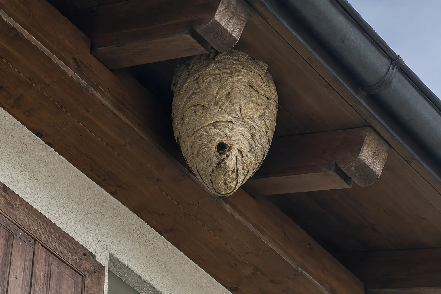 Nid de frelon asiatique sous une toiture en bois